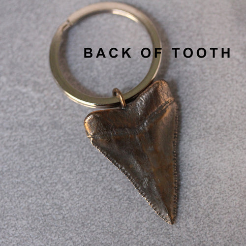 Bronze Great White Shark Tooth Keychain